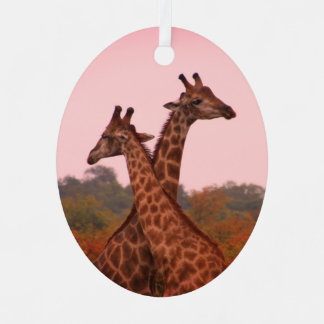 Giraffes standing in mopani trees with pink sky metal ornament