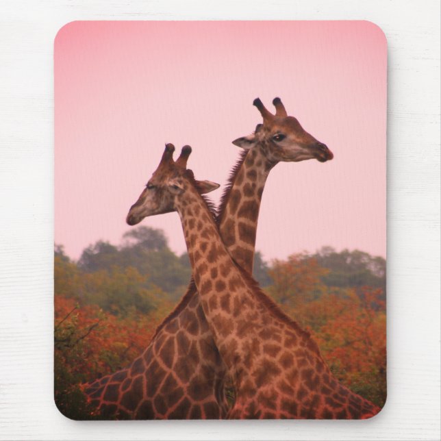 Giraffes standing in mopani trees with pink sky mouse pad (Front)