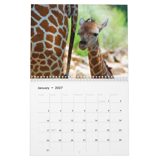 Giraffes Wall Calendar (Jan 2027)