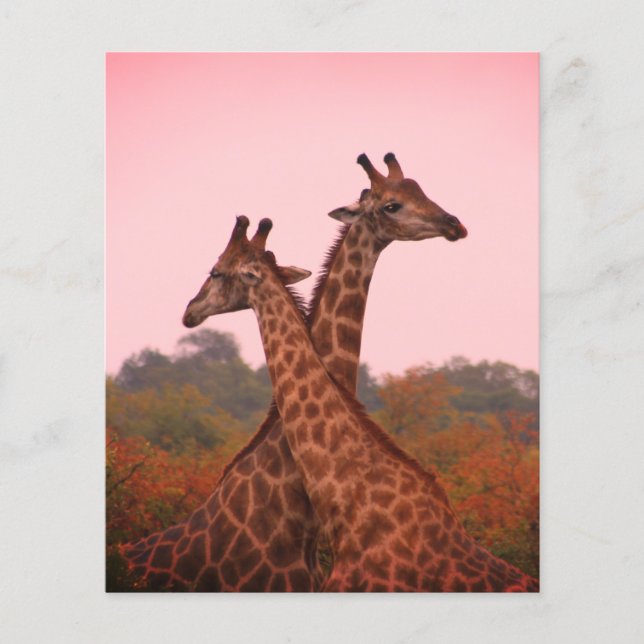 Giraffes with a pink sky  (Front)