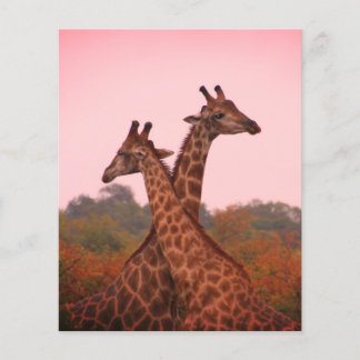 Giraffes with a pink sky