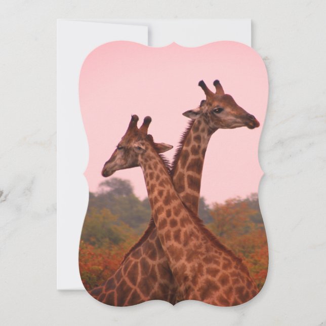Giraffes with a pink sky  card (Front)