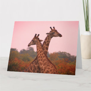 Giraffes with a pink sky card