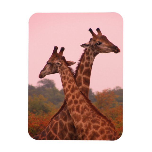 Giraffes with a pink sky  magnet (Vertical)