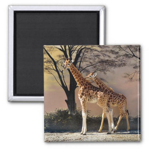 Giraffes with young and trees magnet