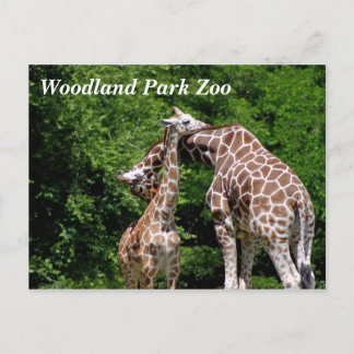 Giraffes @ Woodland Park Zoo Postcards