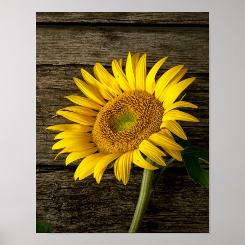 Girasoles   Beauty Sunflower Poster