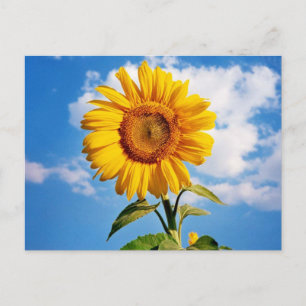Girassol - Sunflower Four Postcard