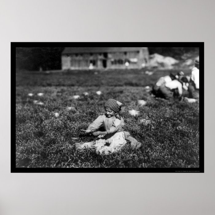 Girl Picking Cranberries Near Rochester, MA 1910 Poster