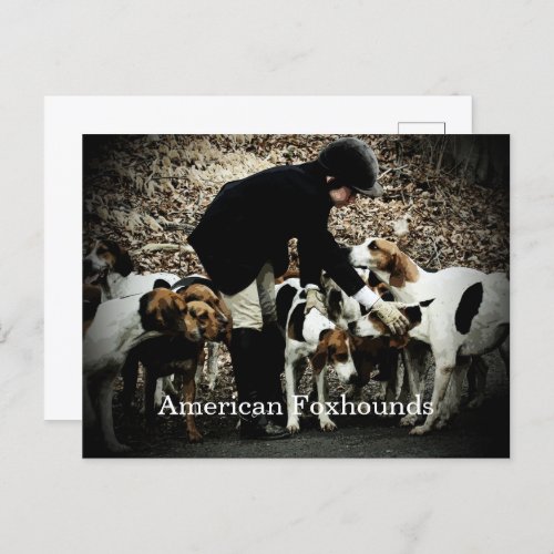 Girl With Foxhunt Foxhounds Postcard