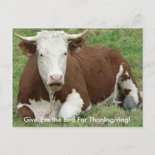 Give Em the Bird For Thanksgiving Cow Postcard
