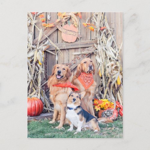 Give Thanks Cute Dogs and Thanksgiving Harvest Holiday Postcard