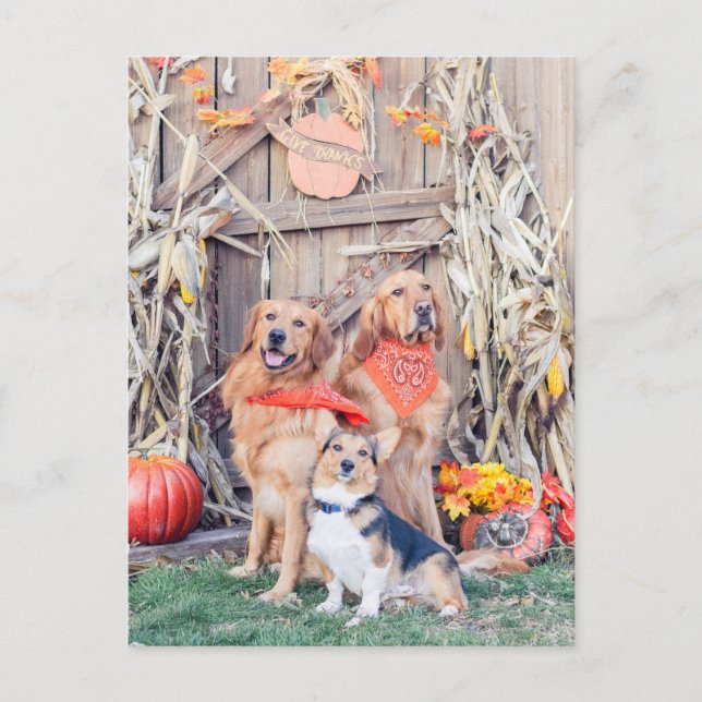 Give Thanks Cute Dogs and Thanksgiving Harvest Holiday Postcard (Front)