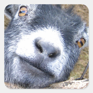 Give Us A Kiss... Square Sticker