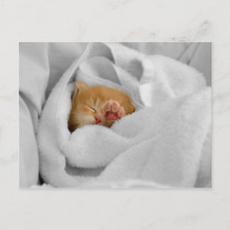 Gizmo Postcard