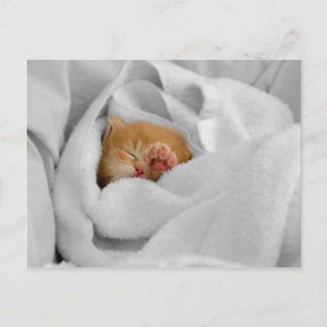 Gizmo Postcard (Front)