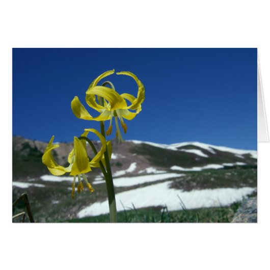 Glacier Lily Cards (Front Horizontal)