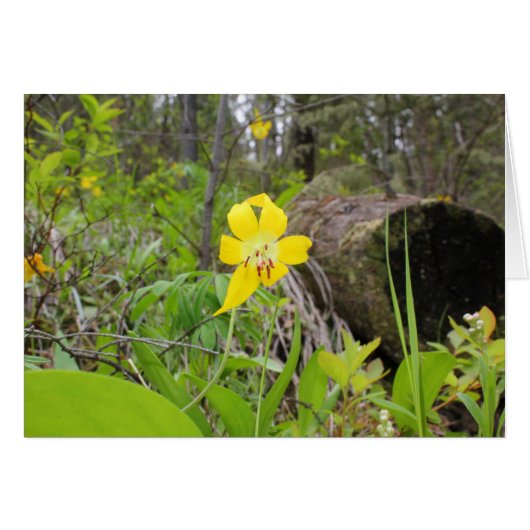 Glacier Lily Cards (Front Horizontal)