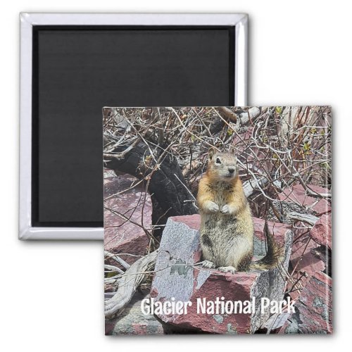 Glacier National Park Chipmunk Magnet