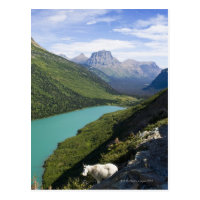 Glacier National Park, Montana Postcard