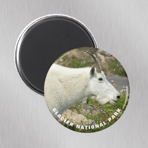Glacier National Park Mountain Goat Magnet