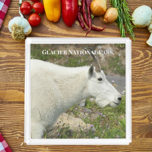 Glacier National Park Mountain Goat Photo Acrylic Tray