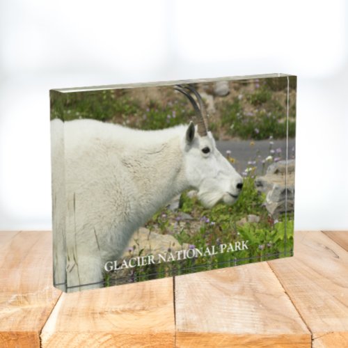 Glacier National Park Mountain Goat Photo Block