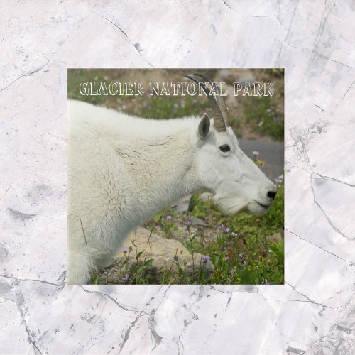 Glacier National Park Mountain Goat Photo Ceramic Tile