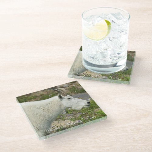 Glacier National Park Mountain Goat Photo Glass Coaster