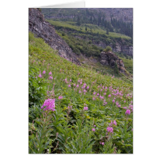 Glacier Park Cards