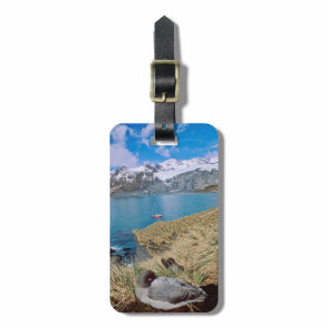 Glaciers and sailing yacht in background luggage tag