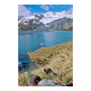 Glaciers and sailing yacht in background poster