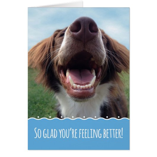 Glad You're Feeling Better, Smiling Dog Cards (Front)