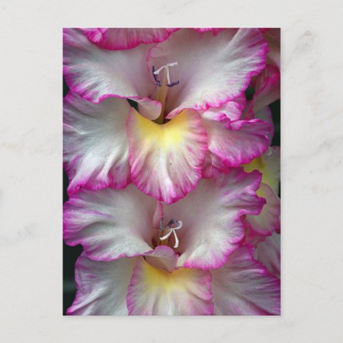 Gladiola floral beauty            postcard