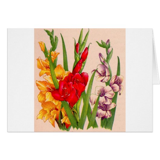 gladiola flowers gladioli flowers (Front Horizontal)