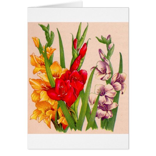 gladiola flowers gladioli flowers cards (Front)