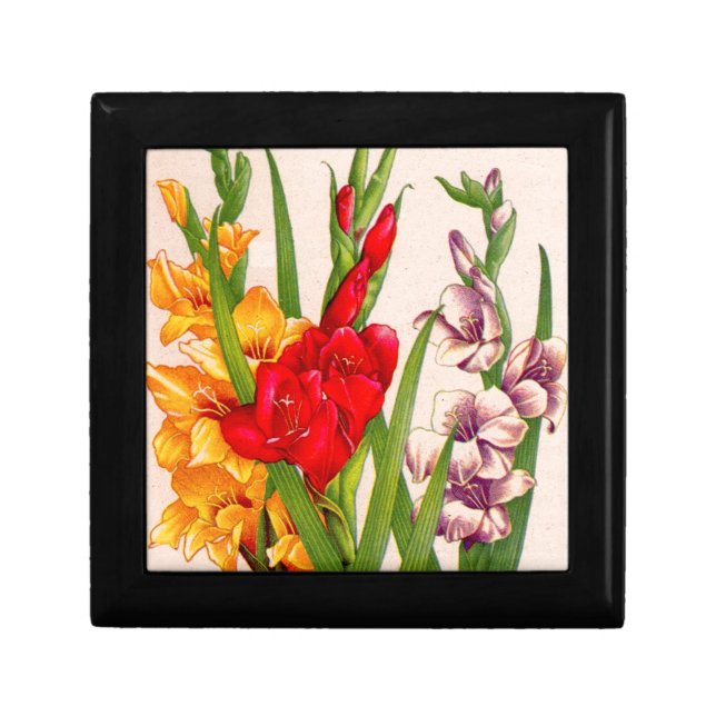 gladiola flowers gladioli flowers gift box (Front)