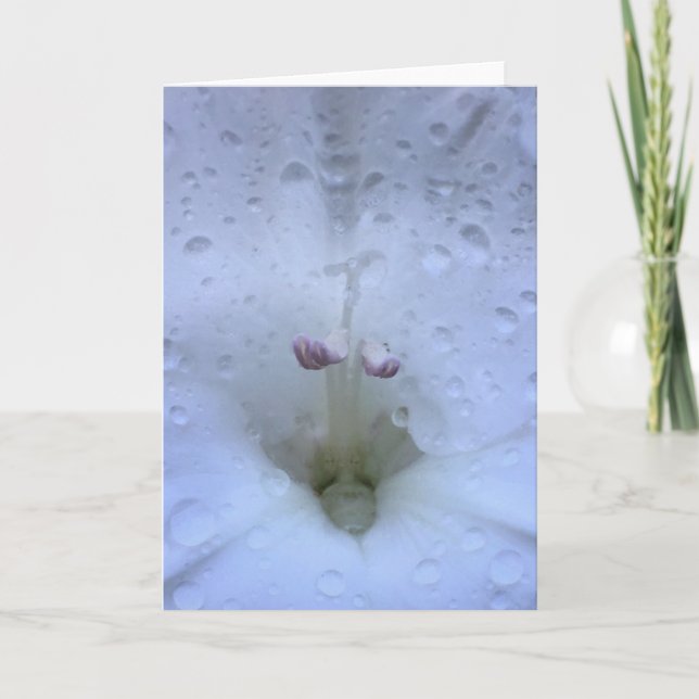 Gladioli, card (Front)