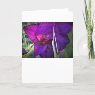 Gladioli, card