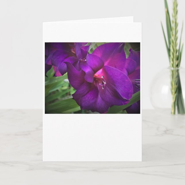 Gladioli, card (Front)