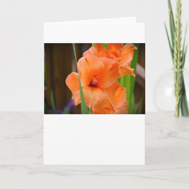 Gladioli, card (Front)