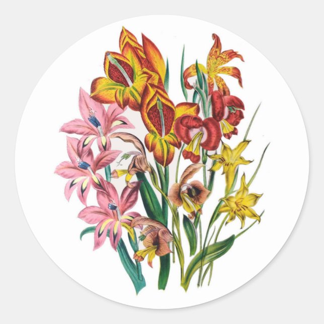Gladioli Classic Round Sticker (Front)