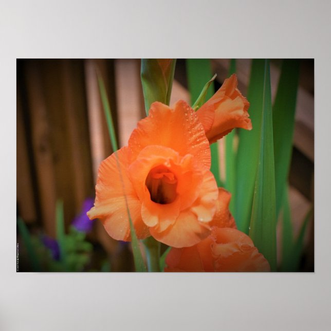 Gladioli,  poster (Front)