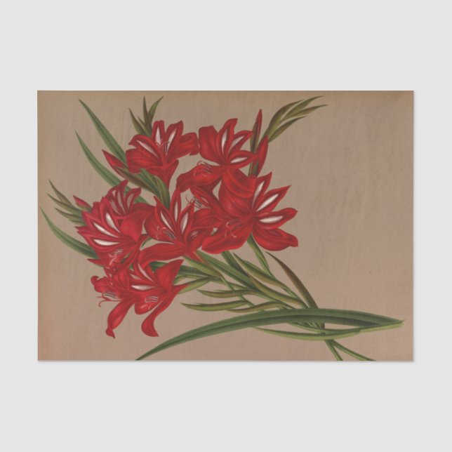 Gladiolus Cardinalis by Arentina Hendrica Arendsen Tissue Paper (Front)