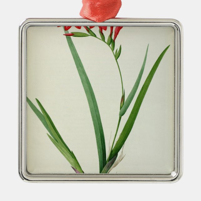 Gladiolus Cardinalis, from `Les Liliacees', 1805 Metal Ornament (Front)