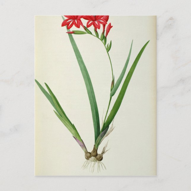 Gladiolus Cardinalis, from `Les Liliacees', 1805 Postcard (Front)