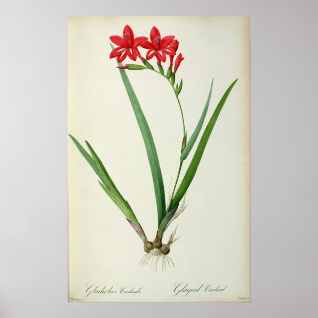 Gladiolus Cardinalis, from `Les Liliacees', 1805 Poster (Front)