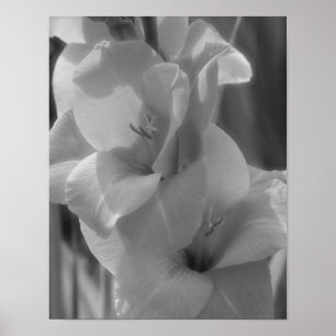 Gladiolus Flower Black And White Close Up  Poster