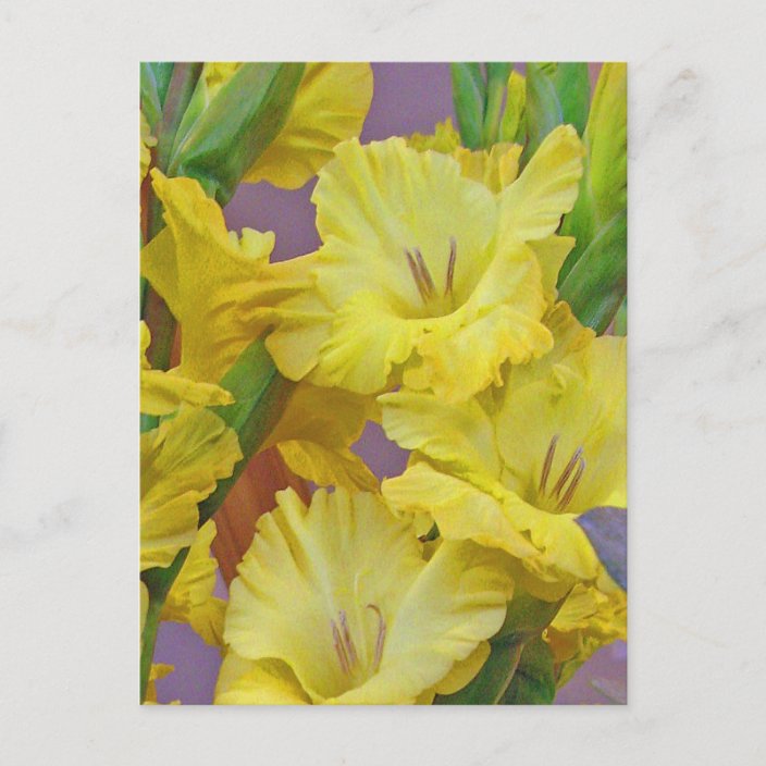 Gladiolus Flowers Postcard Zazzle