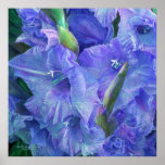 Gladiolus Moods - Lavender Art Poster/Print Poster